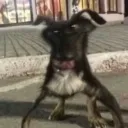 penobscot avatar