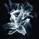 _tashaa
