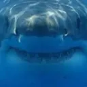 aboundedshark