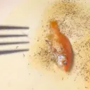 zipperbomb