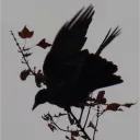 i_seraph avatar
