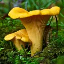 ___shroom