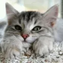 achren_