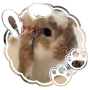 silvvie