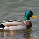 [PTU] PATITO