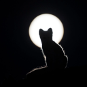 avatar ᵏʸᵗᵗʸᵏᵃᵗ