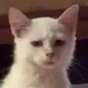 xbrassravenx's avatar