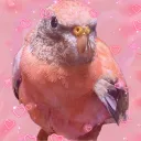 ariebird