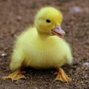 View Stojko_Bobanovic's Profile