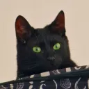 dexterowski