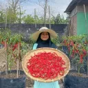anggreklestari