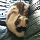 avatar Y0urShyGuy Ghiță Furculiță