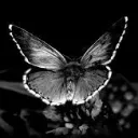 cleo311851