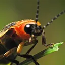 verastophilis