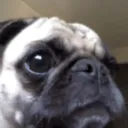 gregorib