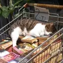 readerrcat