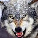 wolfwar8653