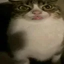 choppovm