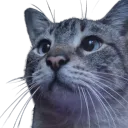 4hh