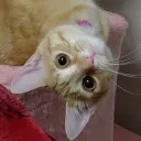 vidabigley