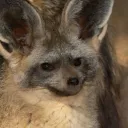 pecora