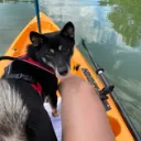 nefariouskitty1