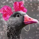 mistergoose.