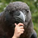 skwerley