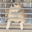 zhennai_