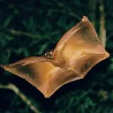 Аватар bumblmem