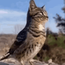 plycat