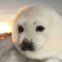 avatar minkis balinkis