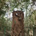 thegautam