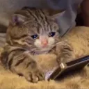 tropadogatinho2359