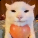 avatar Apple cat
