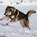 avatar ⋆wolf𖤐⭒๋࣭ ⭑