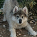 avatar ⋆wolp𖤐⭒๋࣭ ⭑