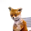 _fantastic.fox_