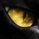 panther_79