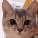 salvador_