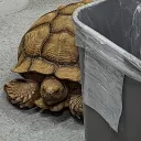 verycarefully