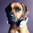 golfdogtor