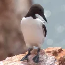 pandamster