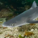 dogfish0131
