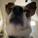peixeman