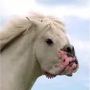 pringlesahoy