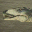 Raptor