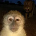 bananifieddog