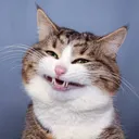 imrcat