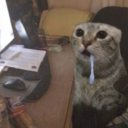Discord Avatar